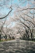3d森林舞会源码-3D森林舞会源码,构建虚拟自然的奇妙之旅
